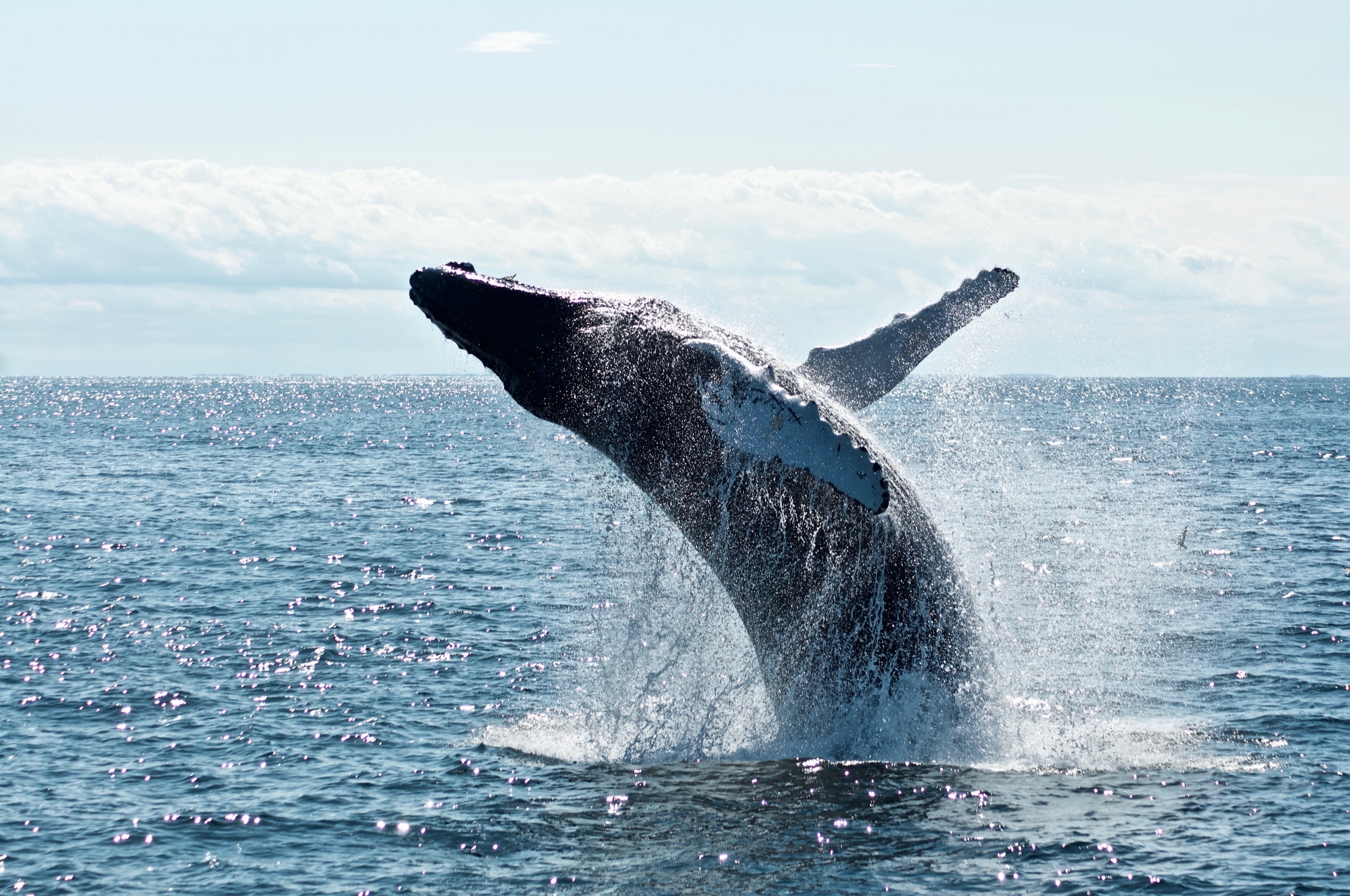 Behind Ethereum Surge: Here's How This Whale Is Taking Advantage Of The ETH Rally