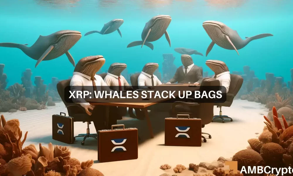 XRP鲸鱼囤积了6亿代币——以下是你应该做的！