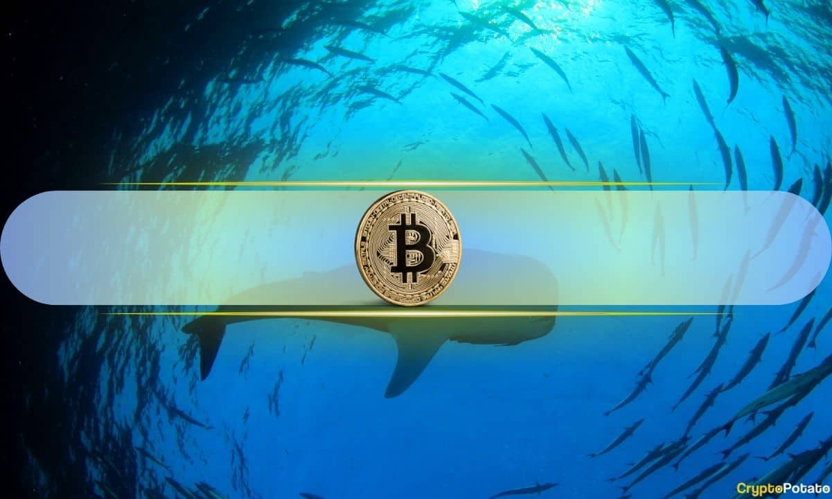 比特币鲸鱼一天内收获价值28亿美元的比特币：CryptoQuant