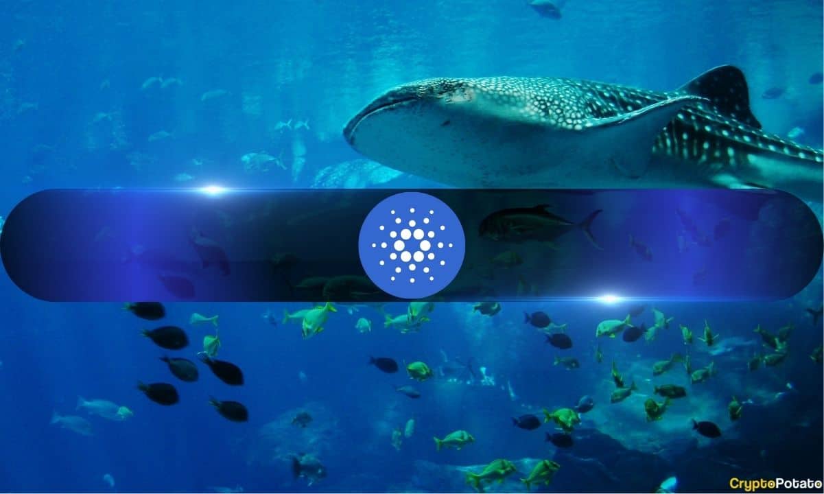 Cardano Whales一个月内增持11%，ADA目标为0.5美元图标