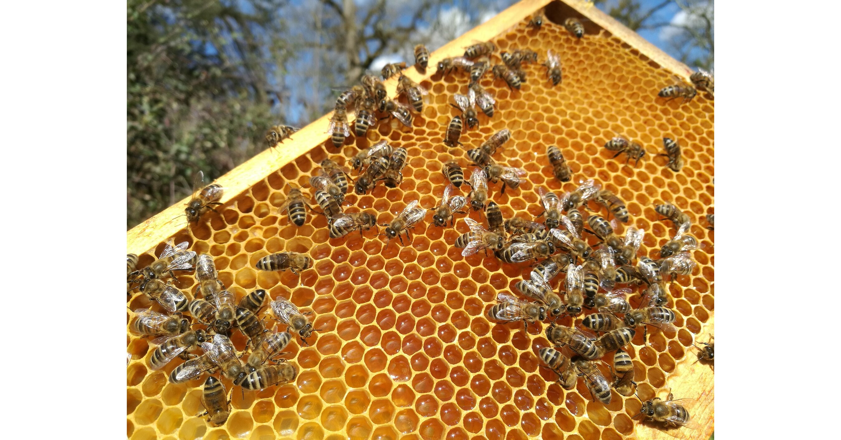 Faceing Bees Foundation推出“蜂蜜追踪”，在Hedera网络上实现真正的蜂蜜追踪图标