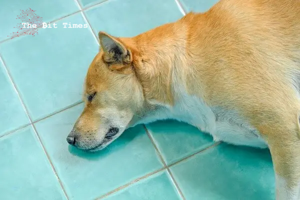 Shiba Inu Kabosu去世，狗狗币（DOGE）价格鞠躬图标