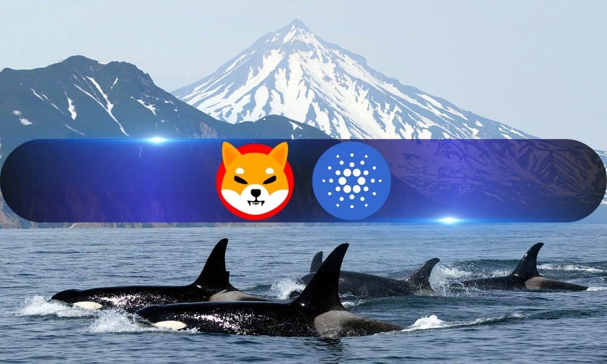 Cardano、Shiba Inu和Jasmi因大额交易激增而引发鲸鱼热图标