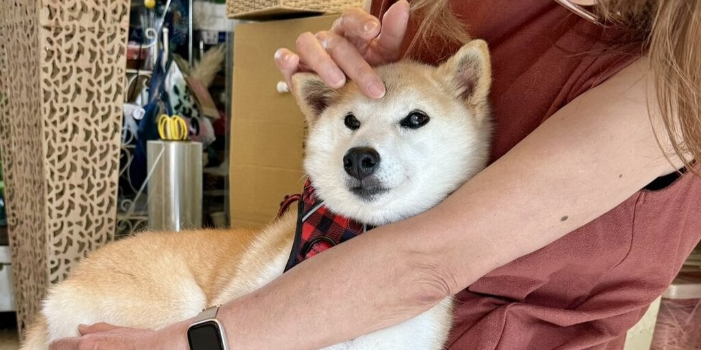 狗狗小狗主人的新《Shiba Inu Neiro》引发迷因币风波图标