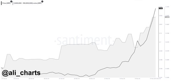 XRP Whale Activity