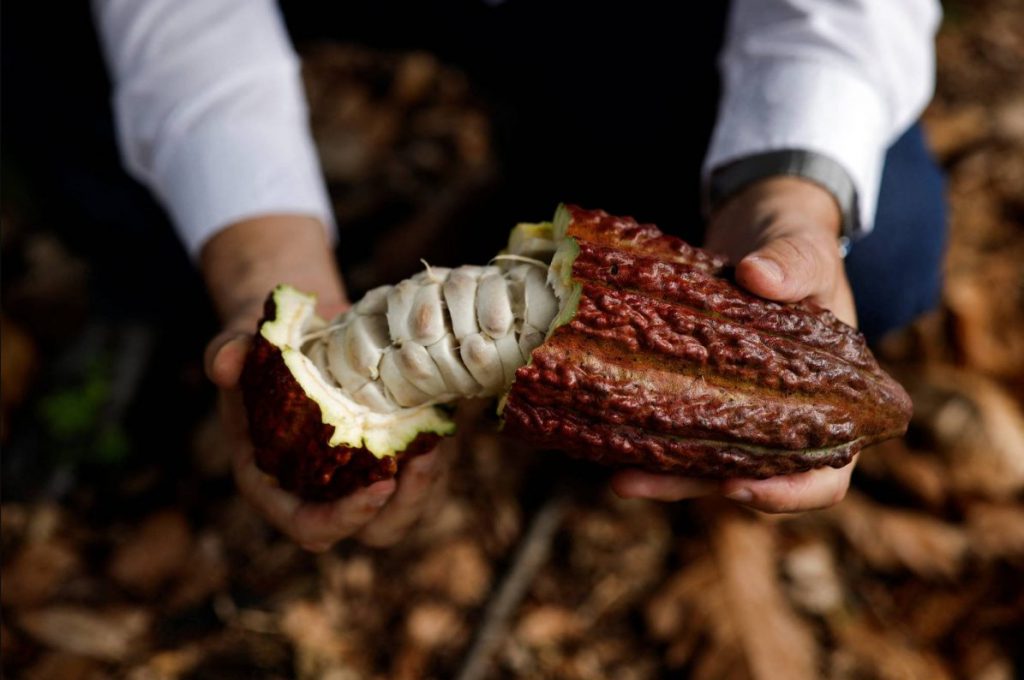 Brazilian cacao farming operations