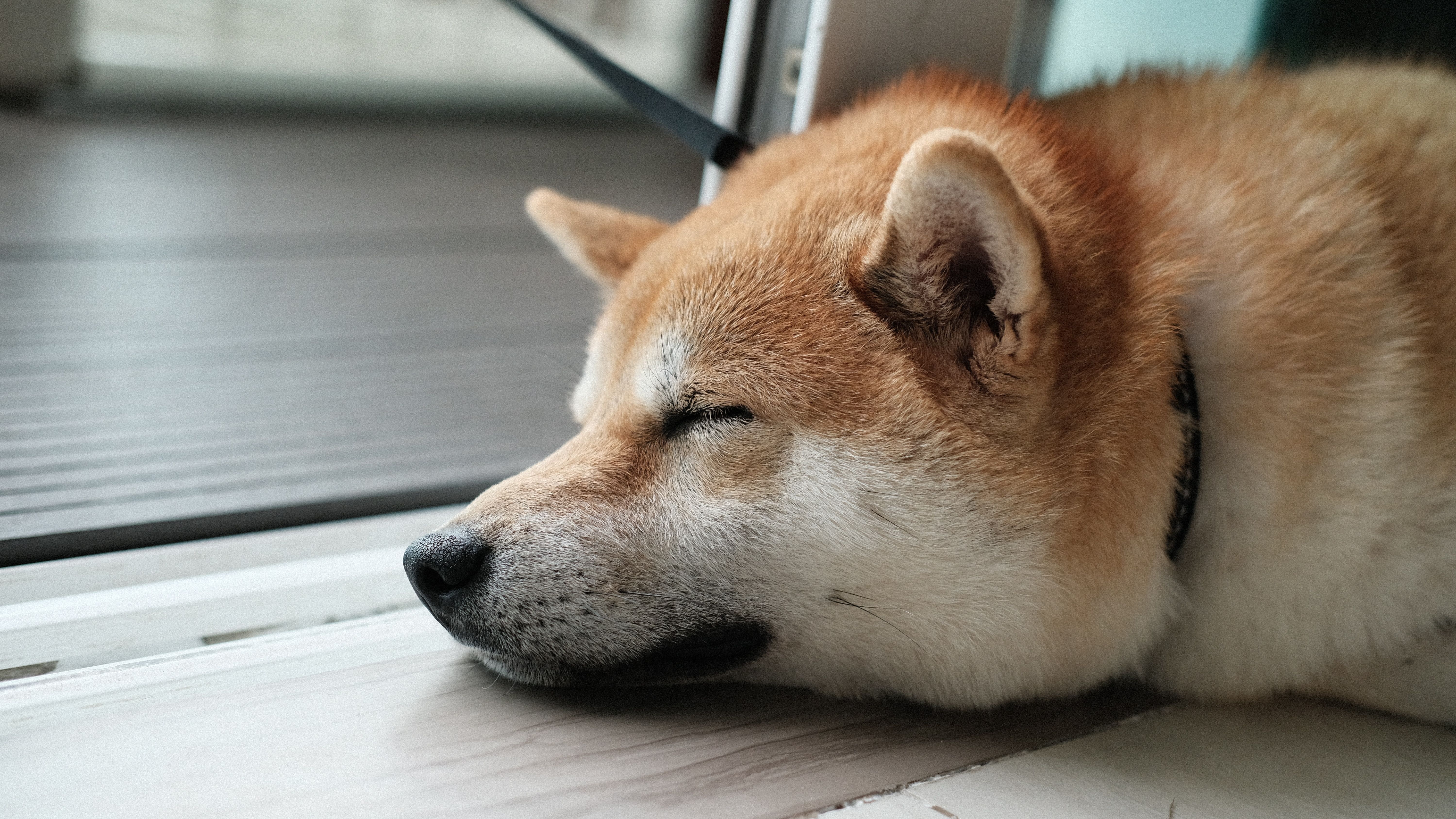 Memecoins Under Pressure as SHIB, Dogecoin Slide After Shibarium Loses $2.4M in Hack