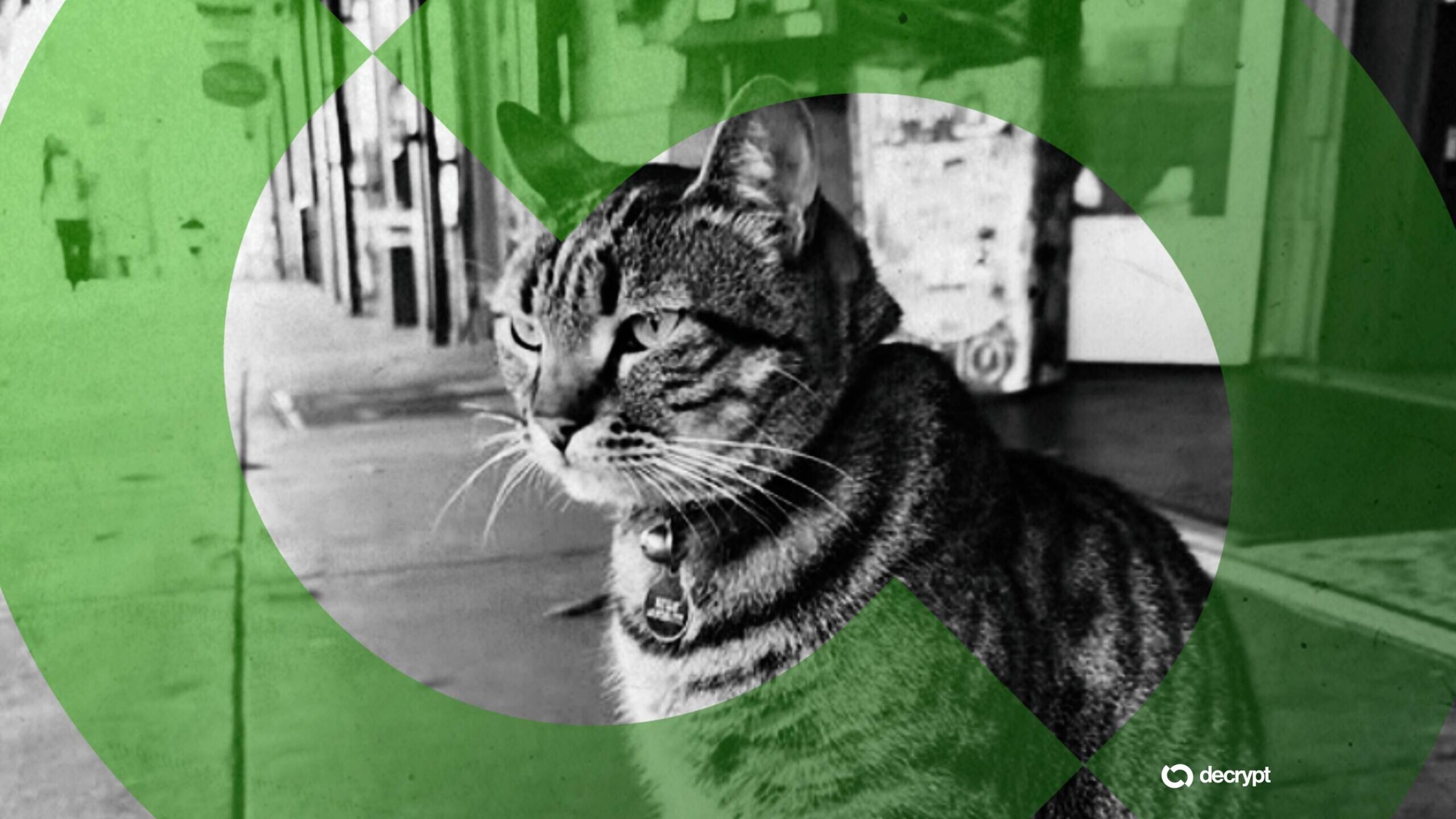 Solana、BNB 链模因币交易者利用爱猫去世牟利