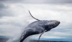 巨鲸转而做多比特币——以下是两个最重要的价位
