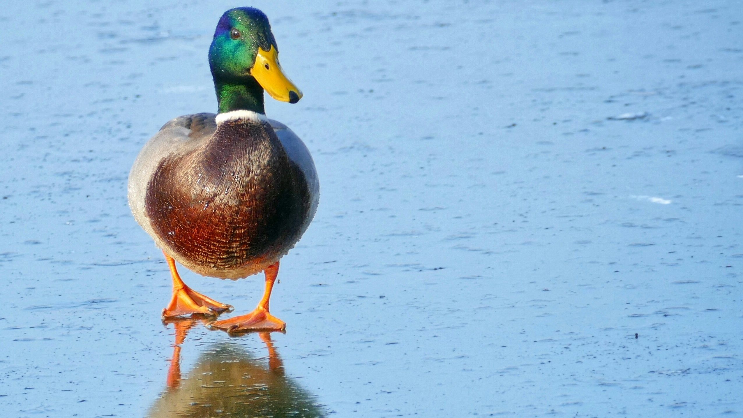 如履薄冰：加密货币日报美洲版