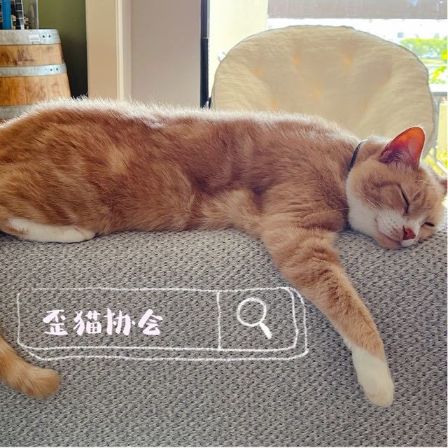 沙丘路的毛圈狮子