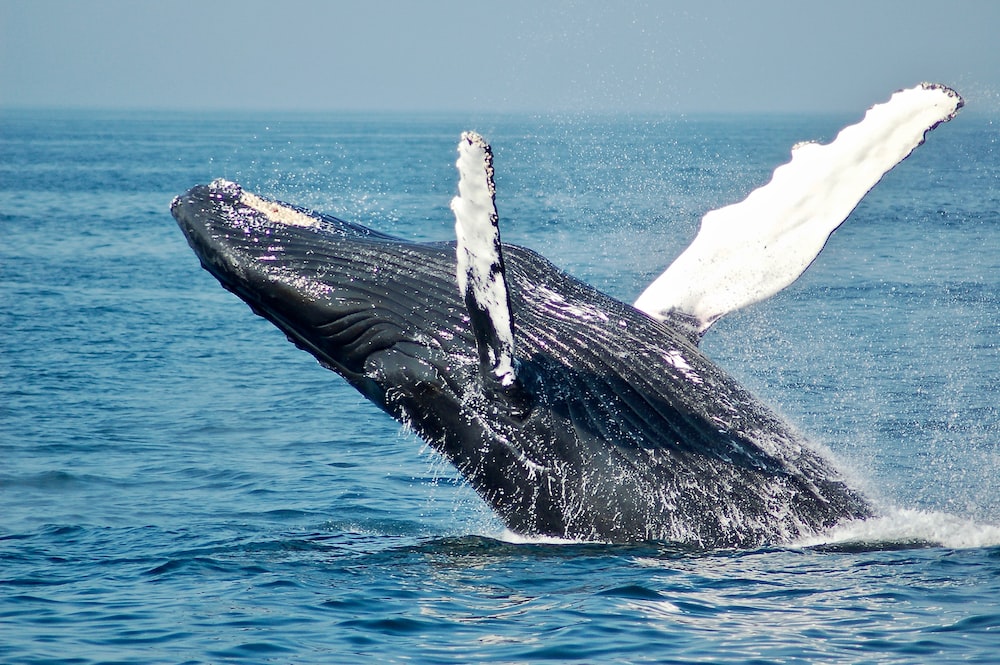 Bitcoin Whales Go Shopping: 10,000 BTC Accumulated In 3 Days