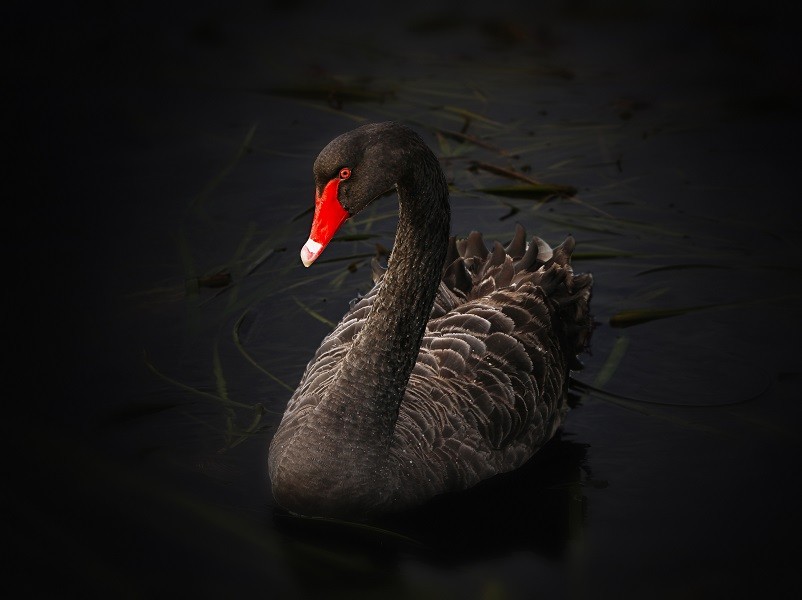 全球资产遭遇“黑色二月”：黄金、美股、比特币为何同遭血洗？